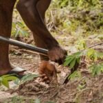 Fertilisation en Afrique