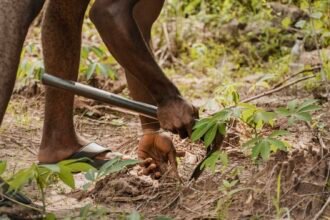 Fertilisation en Afrique