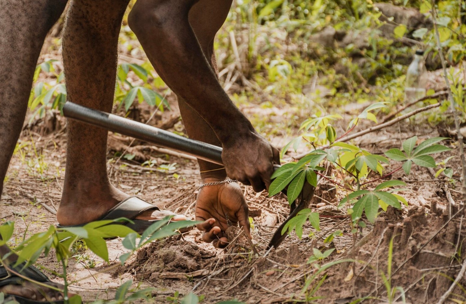Fertilisation en Afrique