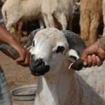 Santé animale et prévention des maladies