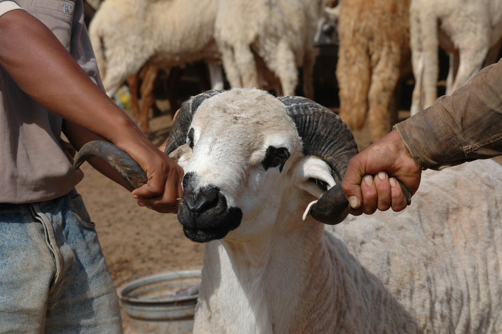 Santé animale et prévention des maladies