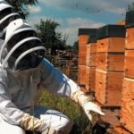 abeilles