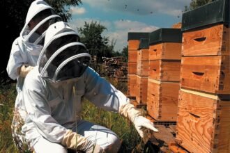 abeilles