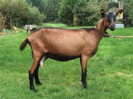 lait de chèvre