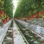 Fertilisation en agriculture sans sol