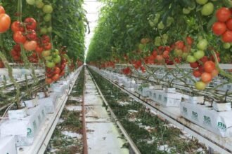 Fertilisation en agriculture sans sol