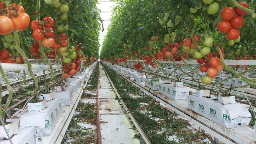 Fertilisation en agriculture sans sol