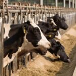 la viande bovine