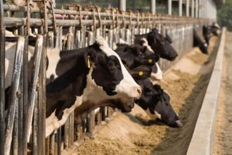 la viande bovine