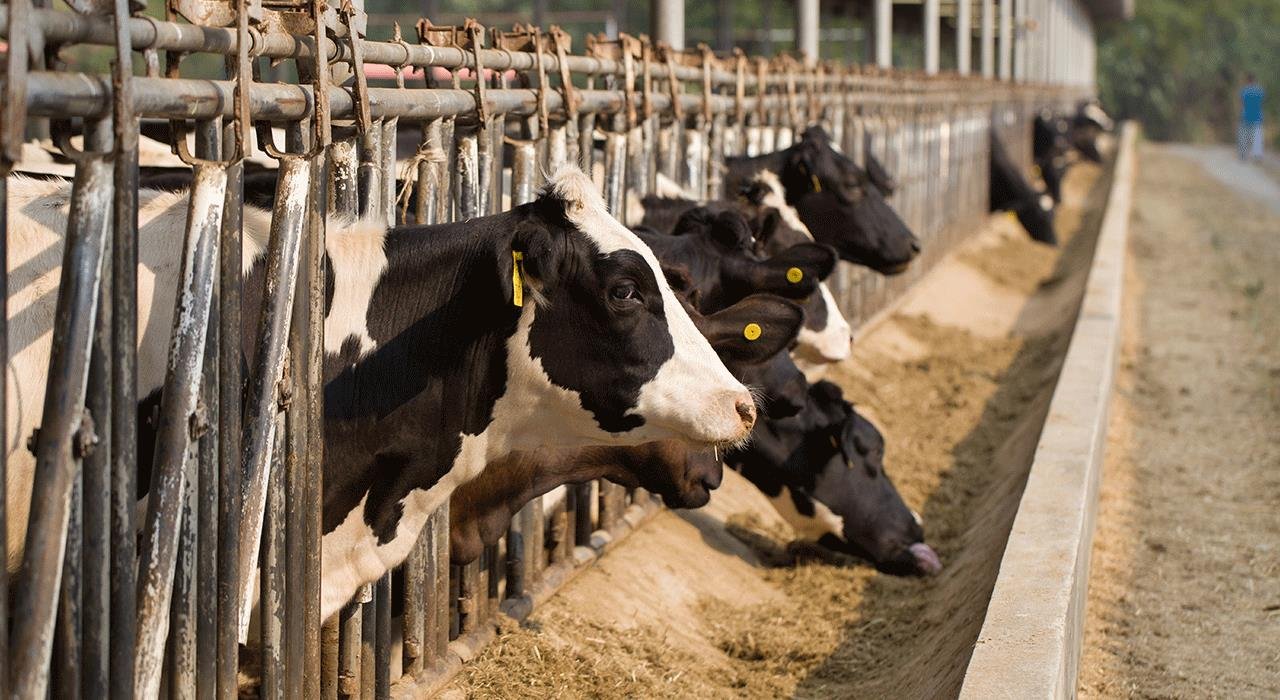 la viande bovine