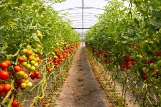 Résistance systémique induite chez les plantes