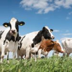Alimentation et supplémentation pour la santé du troupeau : Optimiser la production laitière et la croissance animale