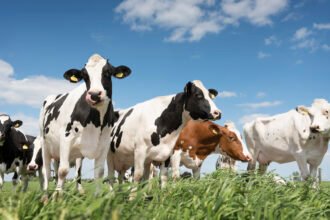 Alimentation et supplémentation pour la santé du troupeau : Optimiser la production laitière et la croissance animale