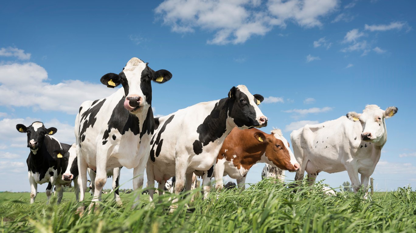 Alimentation et supplémentation pour la santé du troupeau : Optimiser la production laitière et la croissance animale
