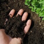 🌿 Amendements organiques : Compost, digestats et biofertilisants pour restaurer la santé des sols