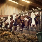 la génétique bovine