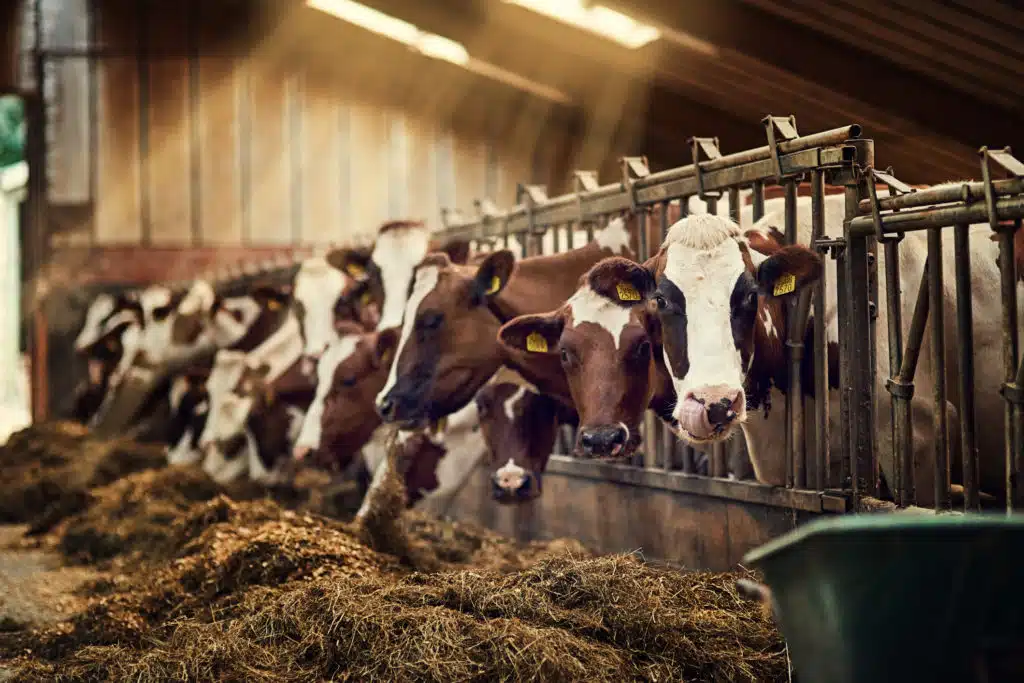 la génétique bovine
