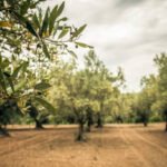 Fertilisation des oliveraies