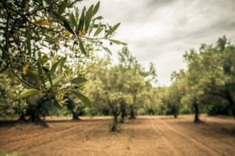 Fertilisation des oliveraies