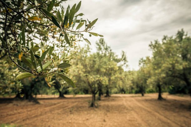 Fertilisation des oliveraies