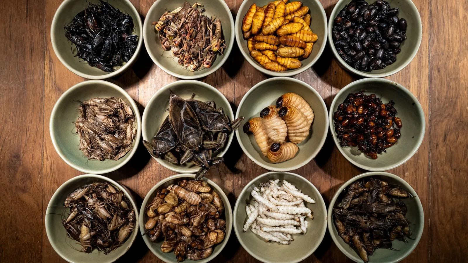 élevage d'insectes comestibles