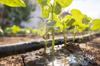 🌿 Irrigation pour Cultures Spécialisées : Techniques et Solutions Adaptées