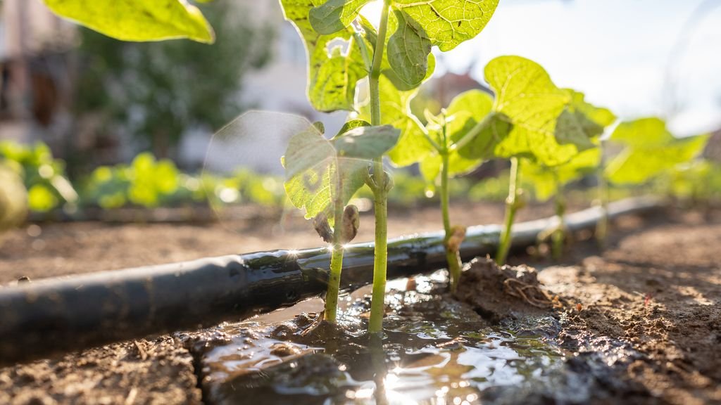 🌿 Irrigation pour Cultures Spécialisées : Techniques et Solutions Adaptées
