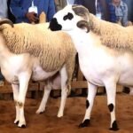 Races ovines locales du Maroc