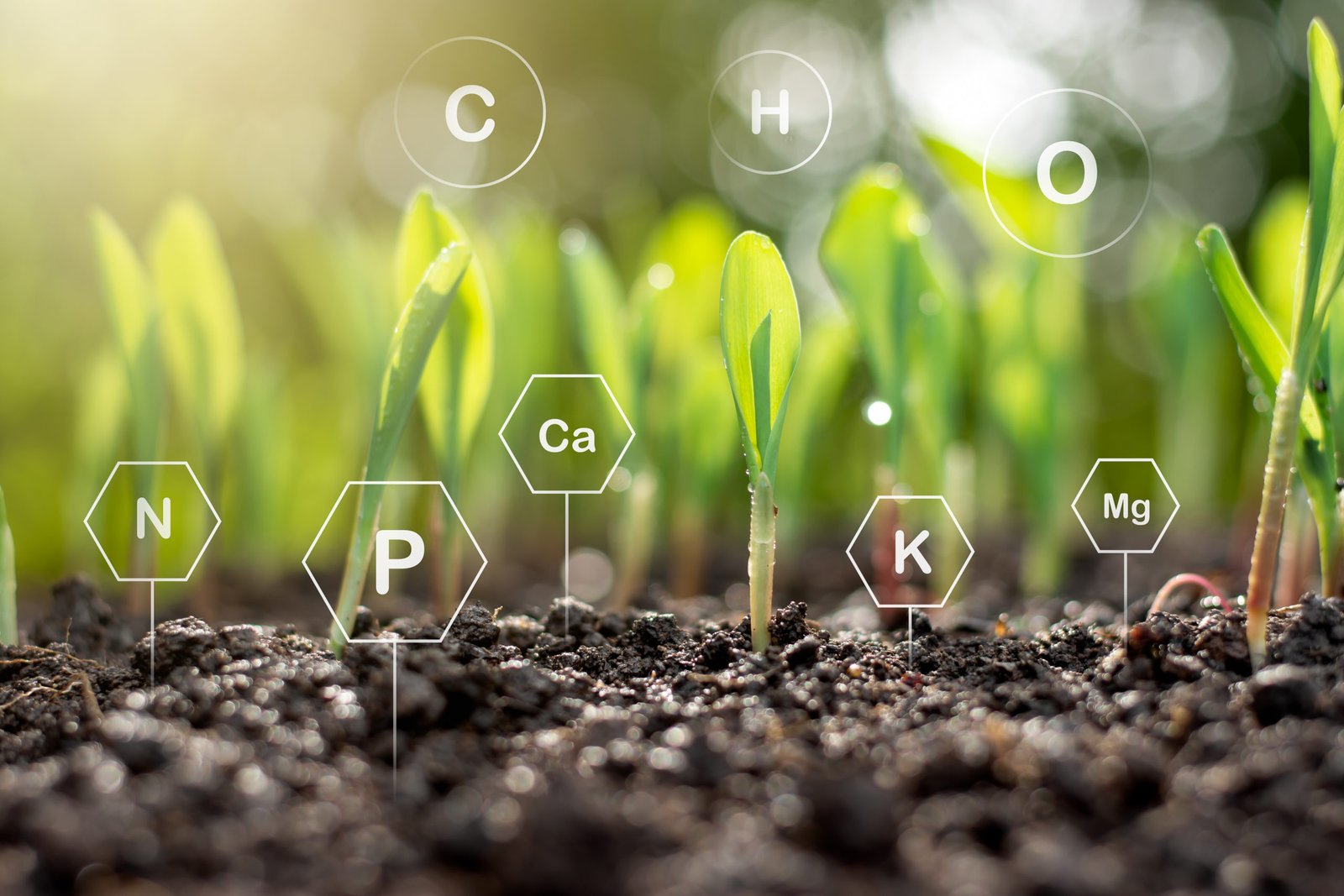 Technologies de jumeaux numériques pour l'agriculture