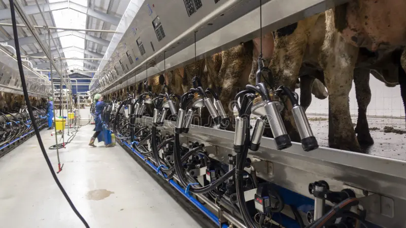 Automatisation de la gestion des élevages bovins
