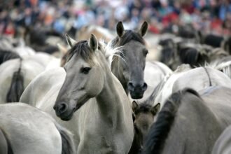 chevaux