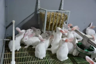 élevage de lapins