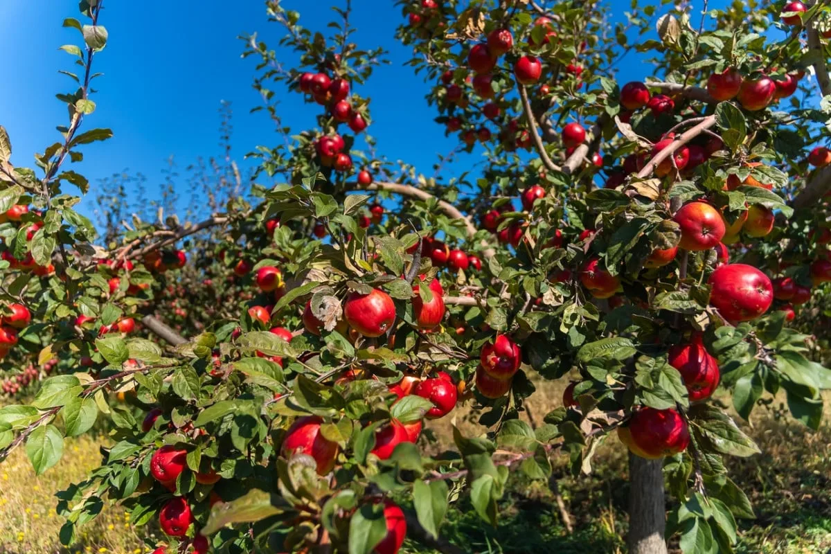 agricoles