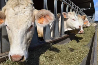 bovines