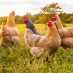 poules pondeuses