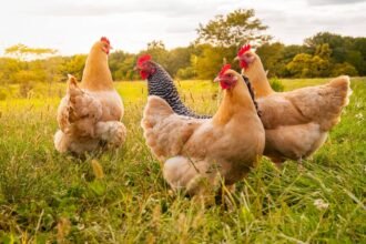 poules pondeuses