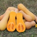 Courge