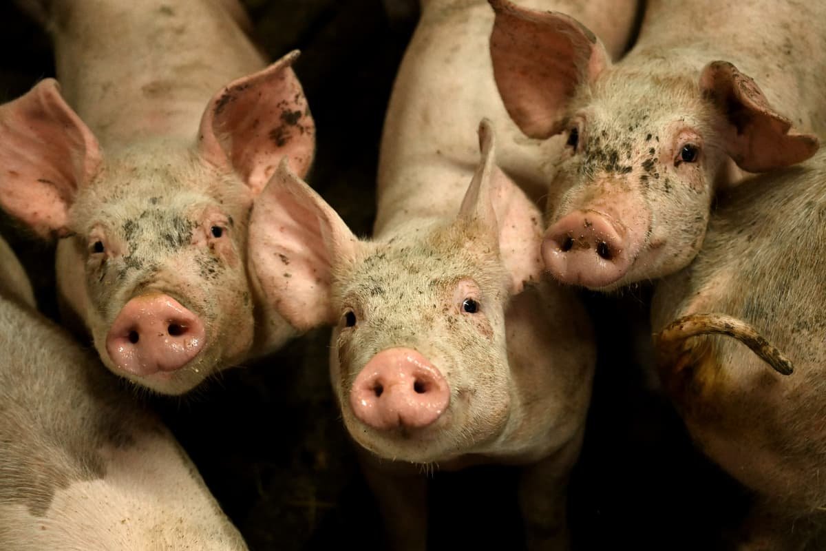 porcs
