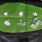 Hydrogel pour la Rétention d'Eau