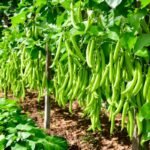 Haricot Vert