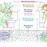Microbiome et Phytobiome
