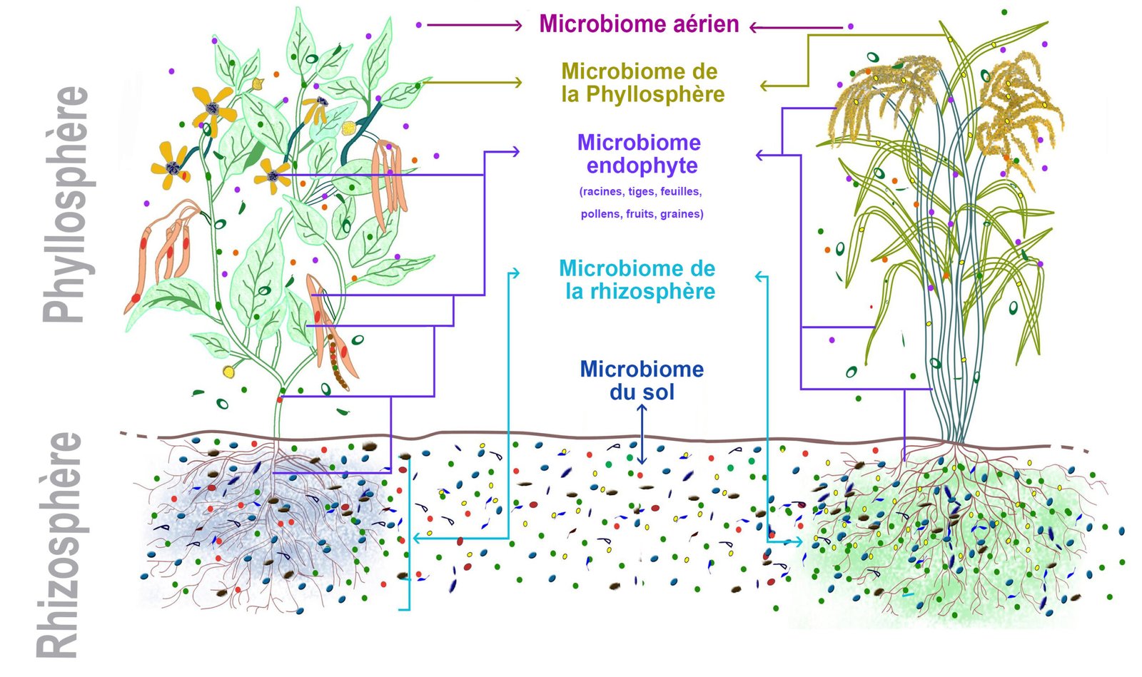Microbiome et Phytobiome