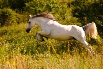 cheval