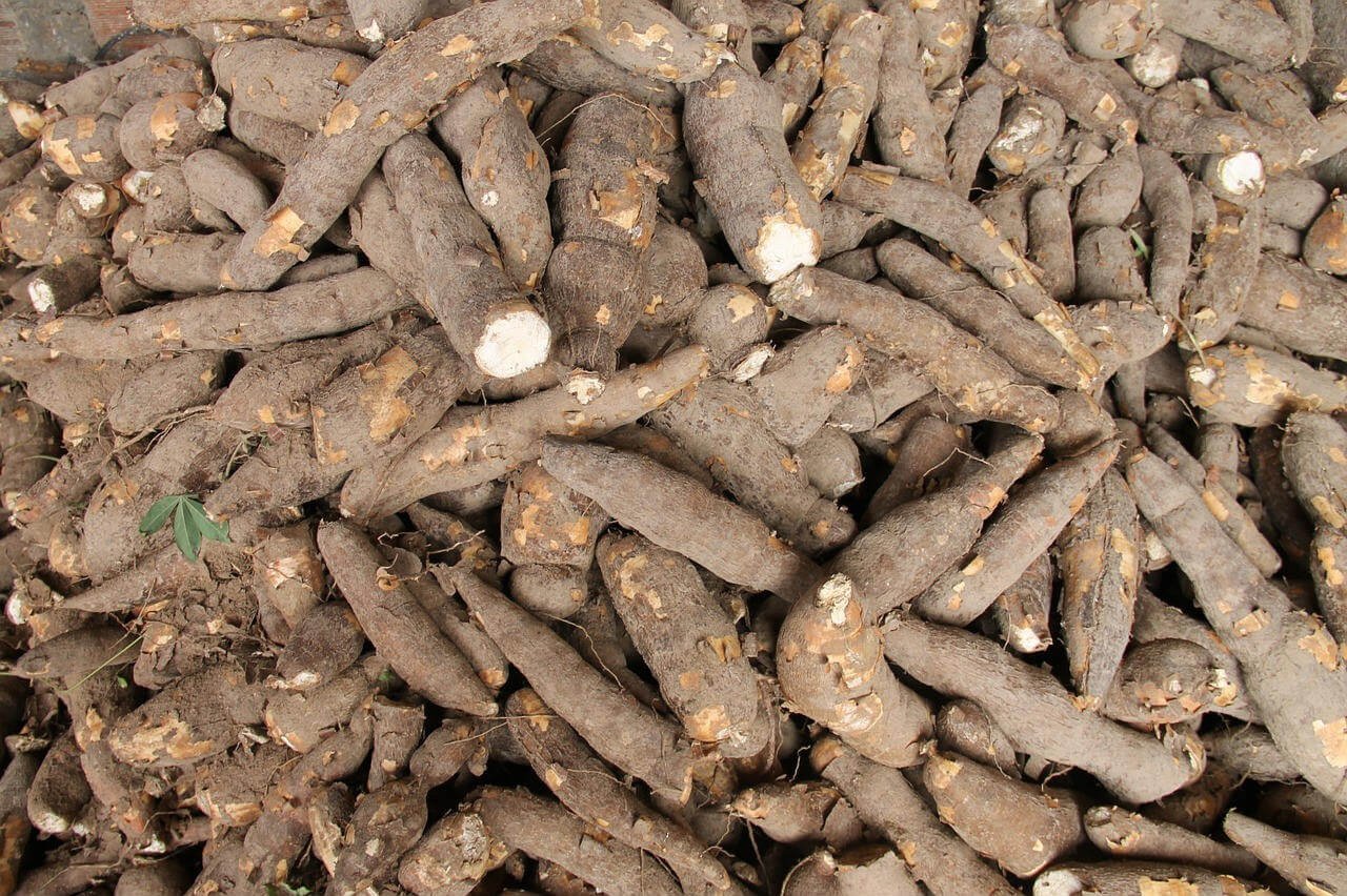 Manioc