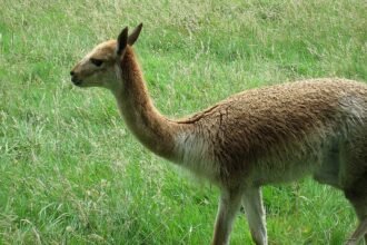 Lamas, alpagas et dromadaires