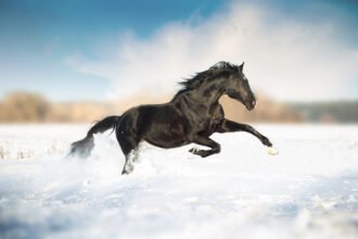 chevaux