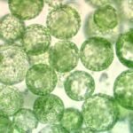 Biotechnologie des cultures cellulaires