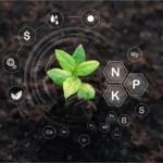Biofertilisants