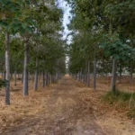Agriculture