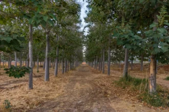 Agriculture